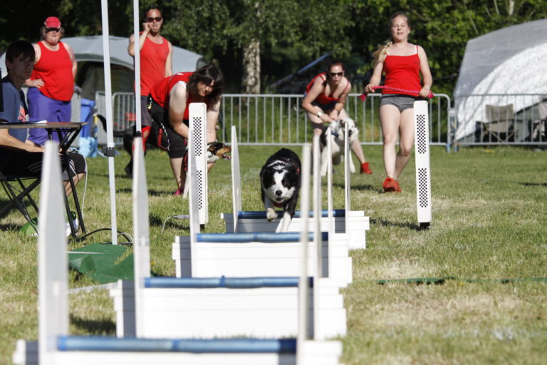 Flyball HundesportfreundeNordhessen